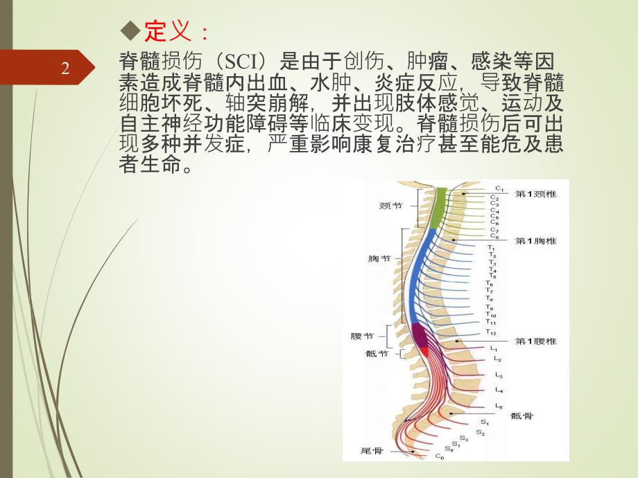 脊髓损伤课件_第2页