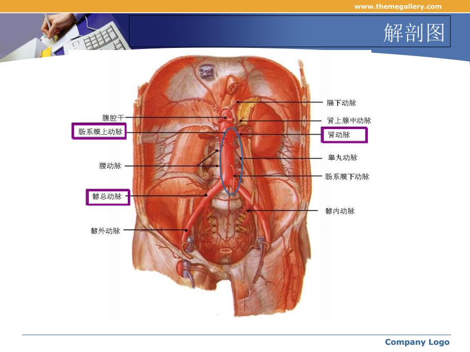 腹主动脉瘤的护理._第4页