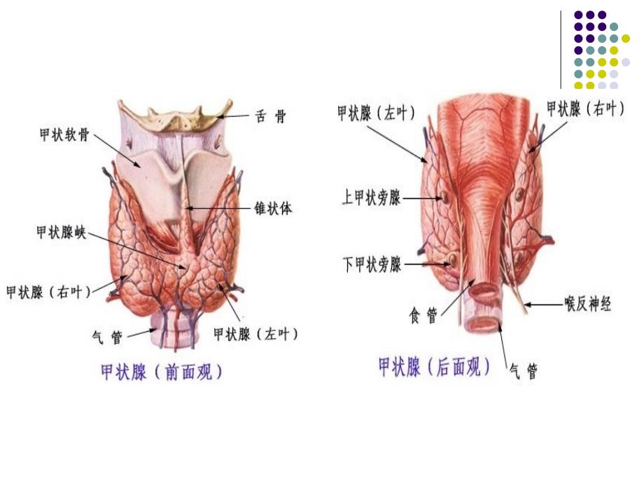 颈部疾病病人护理_第2页