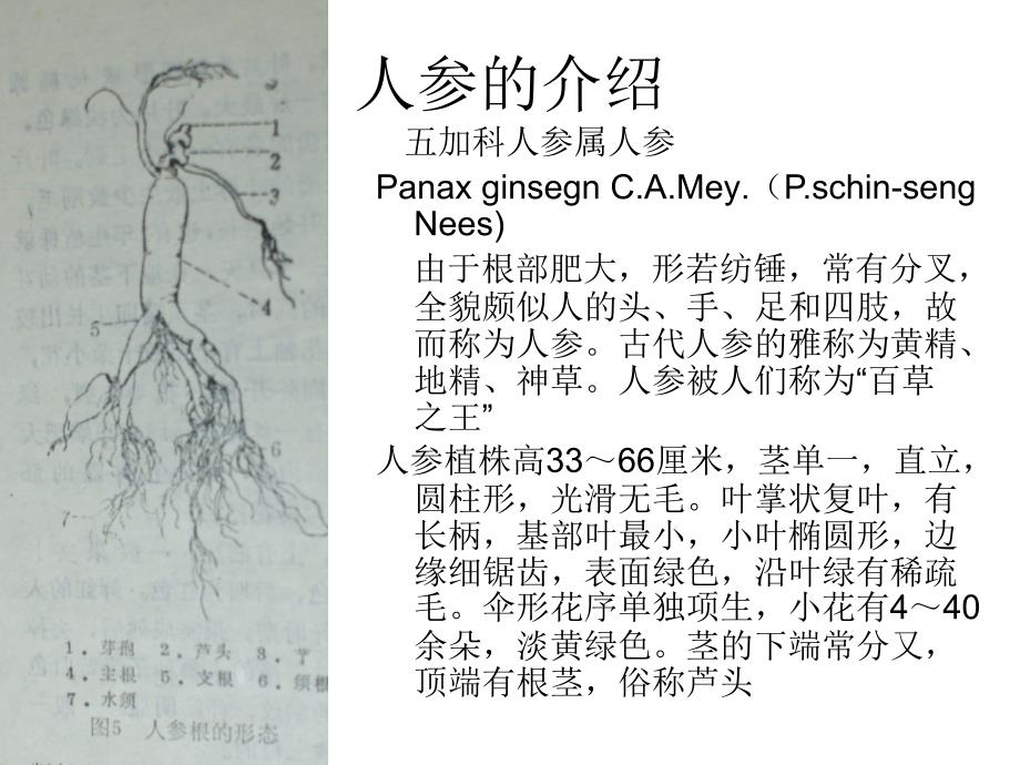 人参的栽培技术_第3页