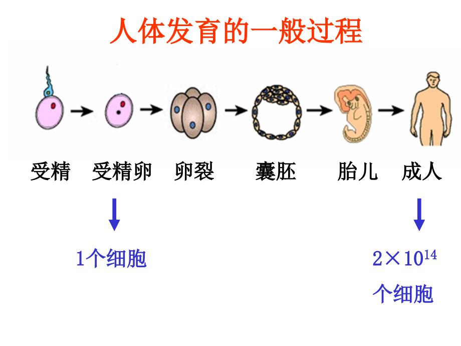 受精受精卵卵裂囊胚胎儿成人_第1页