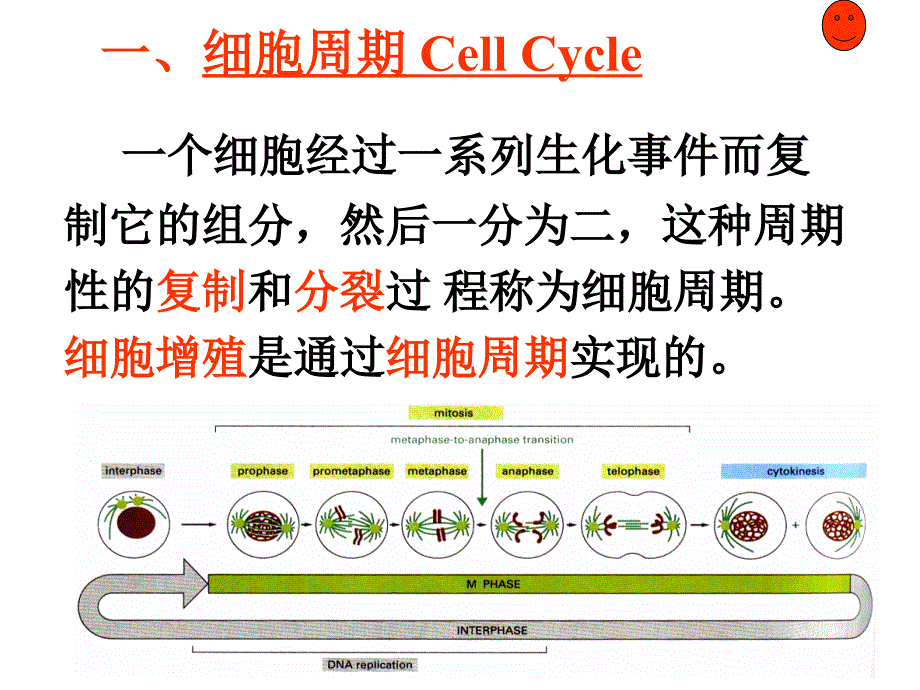 受精受精卵卵裂囊胚胎儿成人_第4页