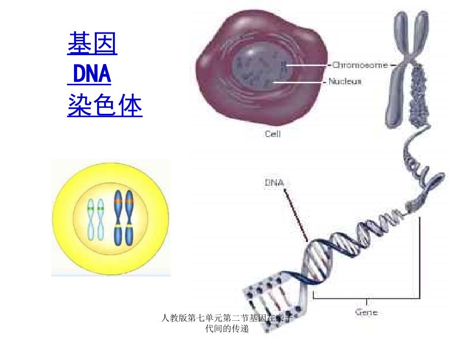 人教版第七单元第二节基因在亲子代间的传递课件_第4页