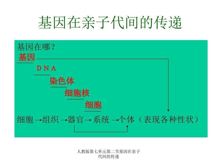 人教版第七单元第二节基因在亲子代间的传递课件_第5页