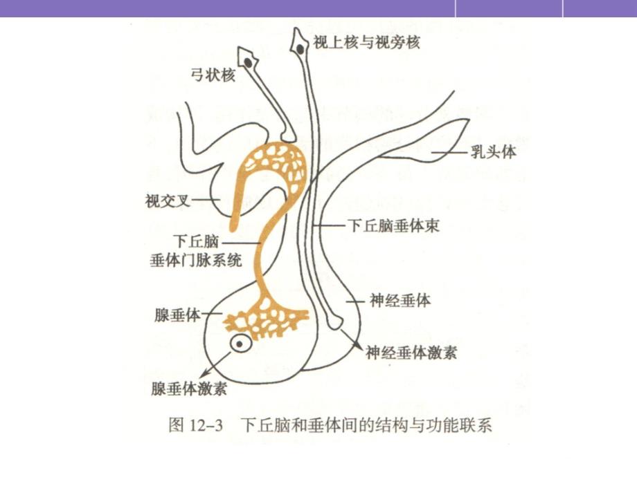 下丘脑与垂体的内分泌课件_第2页