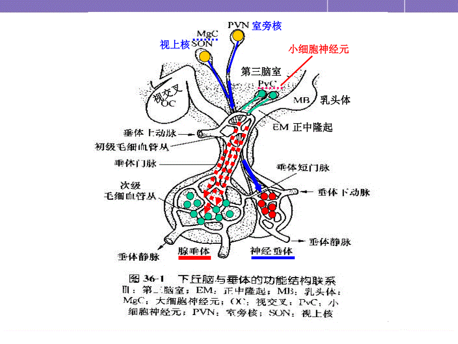 下丘脑与垂体的内分泌课件_第3页