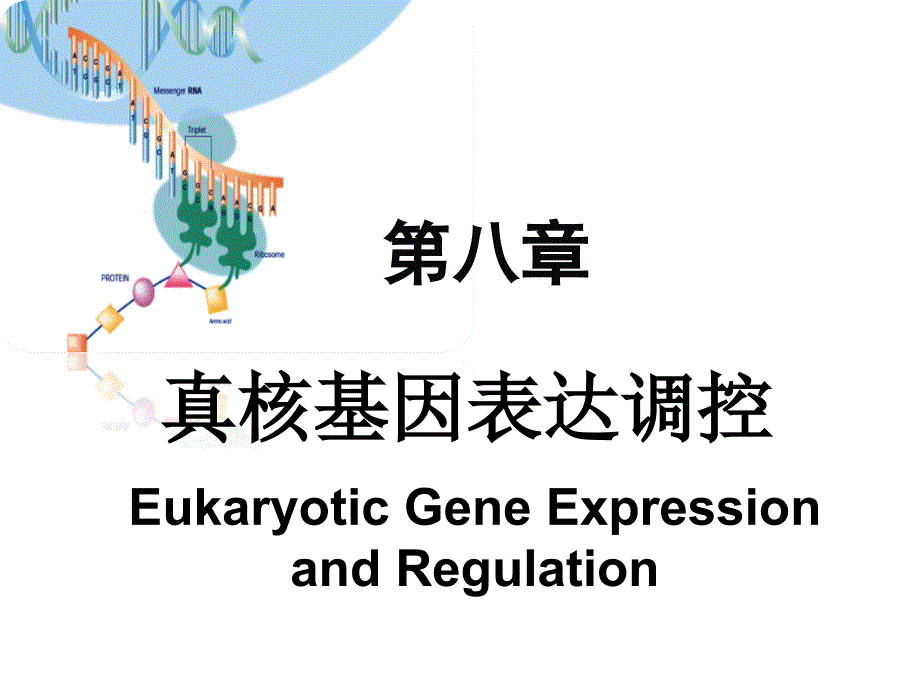 真核生物基因表达调控PPT_第1页