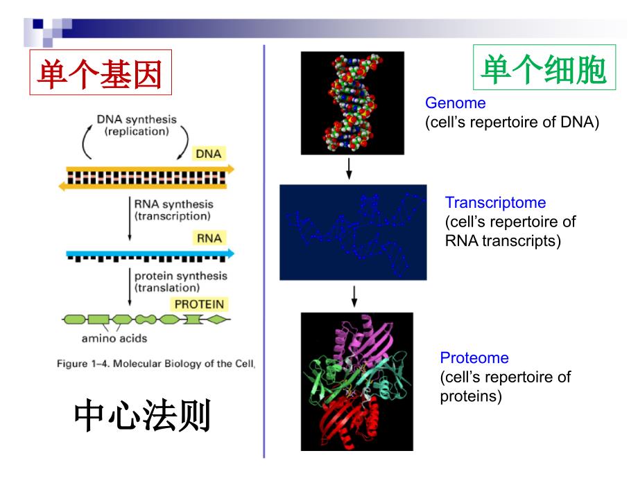 真核生物基因表达调控PPT_第4页