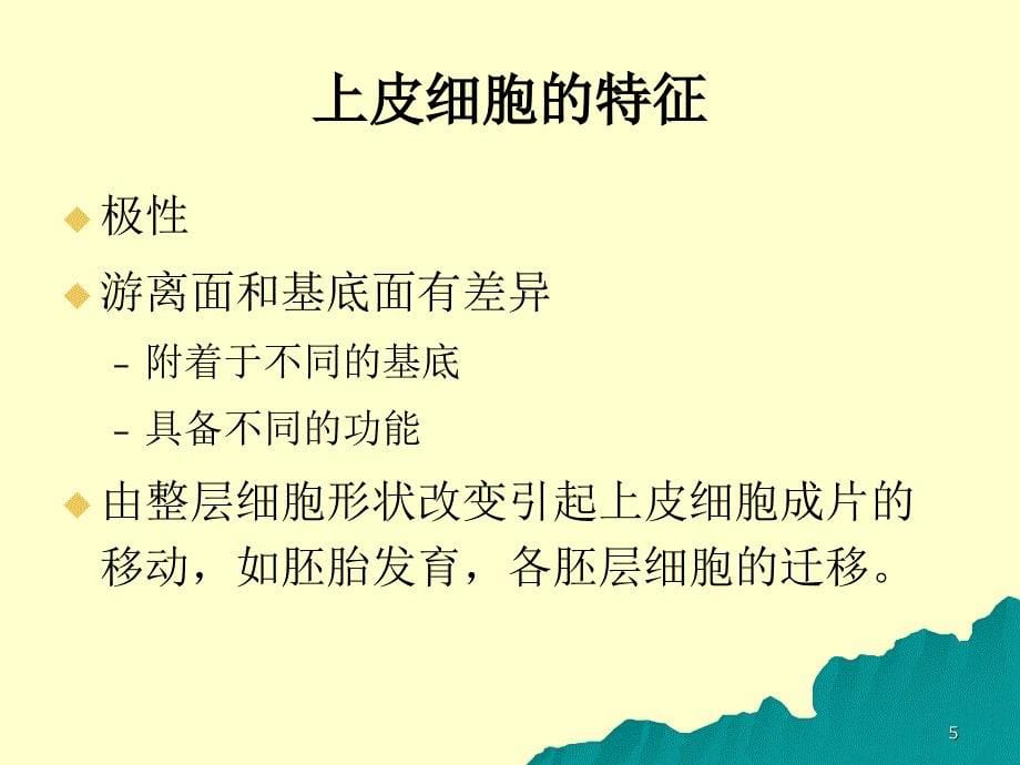 EMT上皮间质转化PPT幻灯片课件_第5页