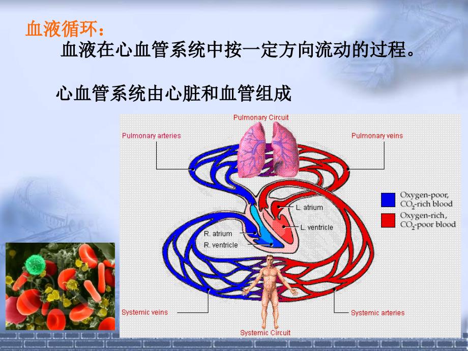 心脏的生物电活动_第2页