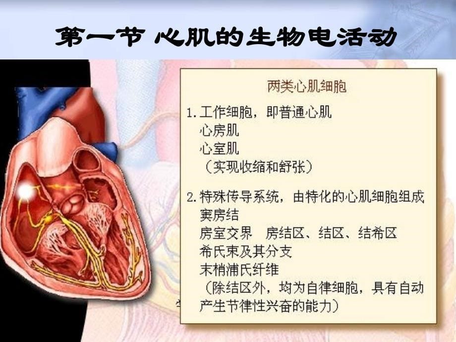 心脏的生物电活动_第5页