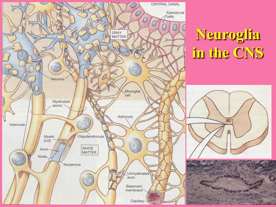 神经元和神经胶质细胞胶质细胞ppt课件_第3页