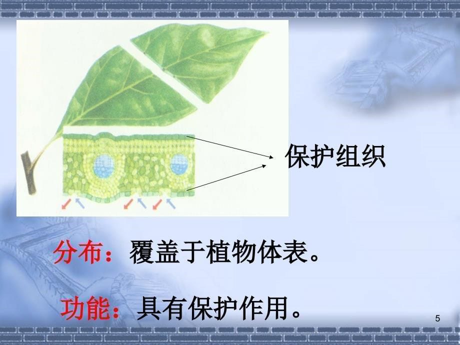 动物组织与植物组织PPT优秀课件_第5页