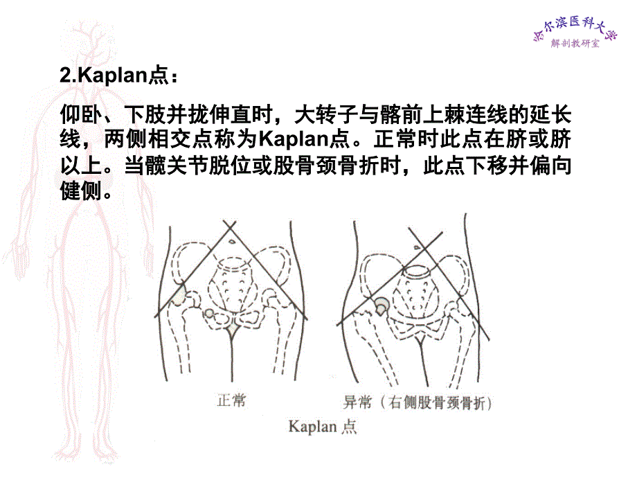 临床医学五年制局部解剖学课件下肢名师编辑PPT课件_第2页