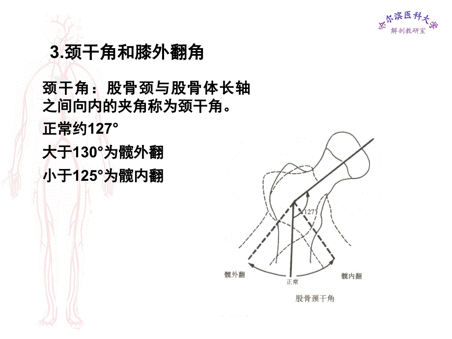 临床医学五年制局部解剖学课件下肢名师编辑PPT课件_第3页