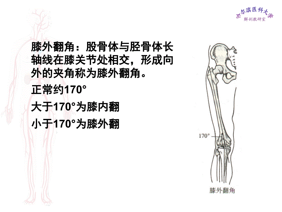 临床医学五年制局部解剖学课件下肢名师编辑PPT课件_第4页