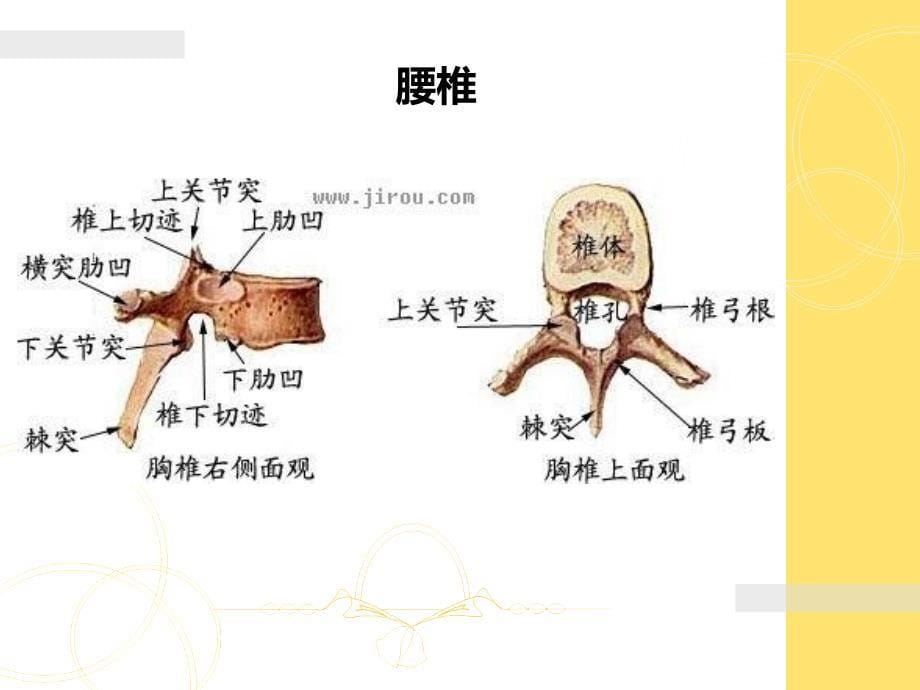 胎儿脊柱异常的超声诊断_第5页