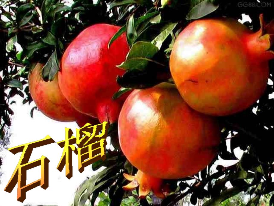 苏教版三年级上册石榴_第1页