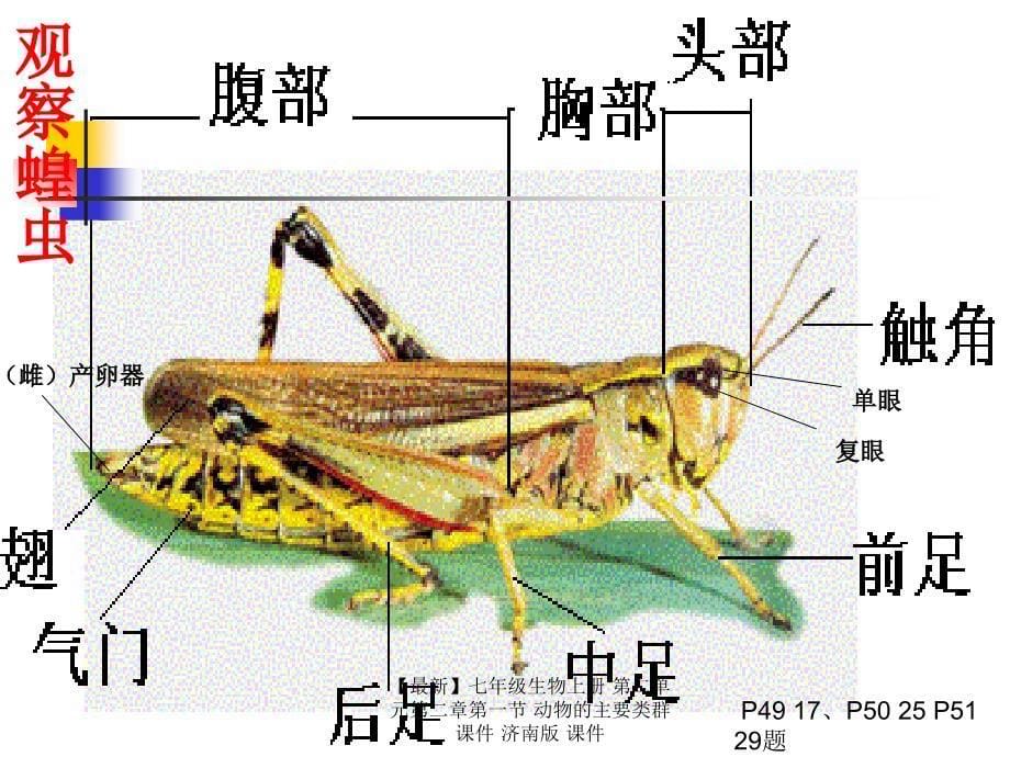 最新七年级生物上册第二单元第二章第一节动物的主要类群课件济南版课件_第5页