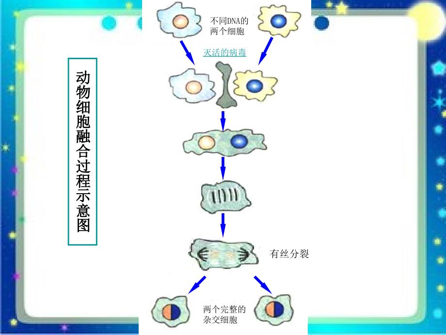 动物细胞融合与单克隆抗体的制备课件_第4页