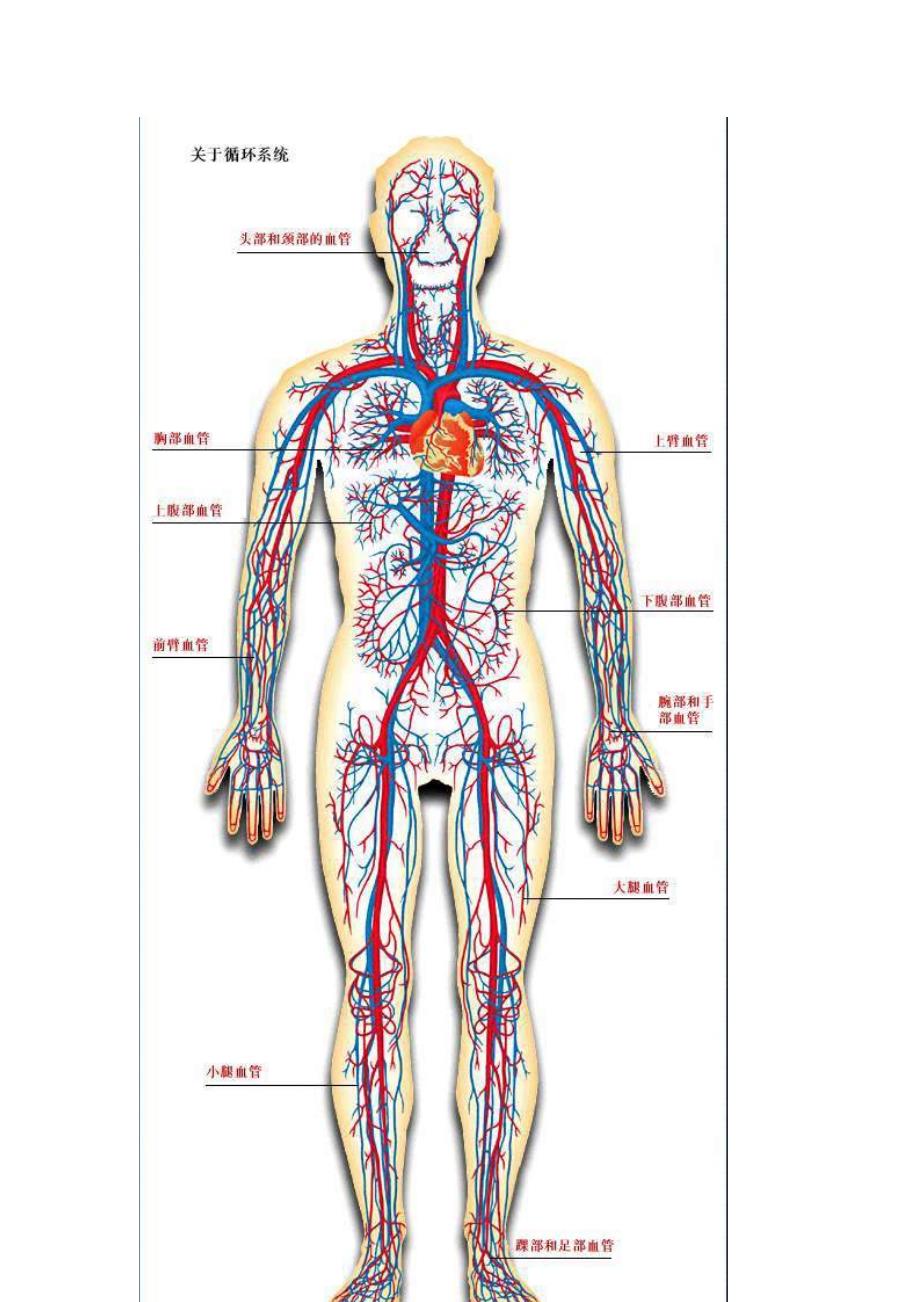 傻瓜系列 血液循环系统图集.doc_第3页