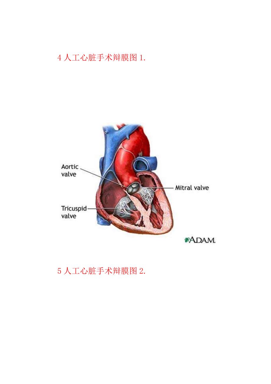 傻瓜系列 血液循环系统图集.doc_第4页