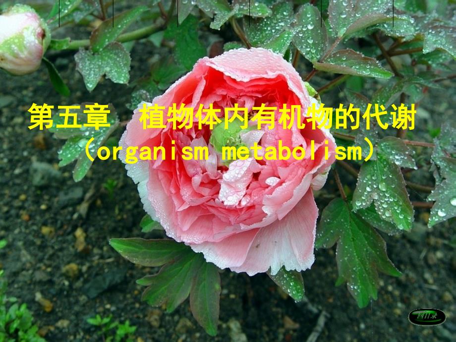 第六章植物体内有机物的代谢._第1页