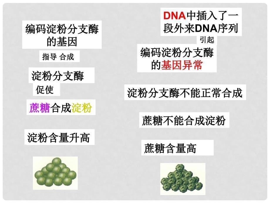 福建省寿宁县高中生物 第四章 基因的表达 4.2 基因对性状的控制课件 新人教版必修2_第5页