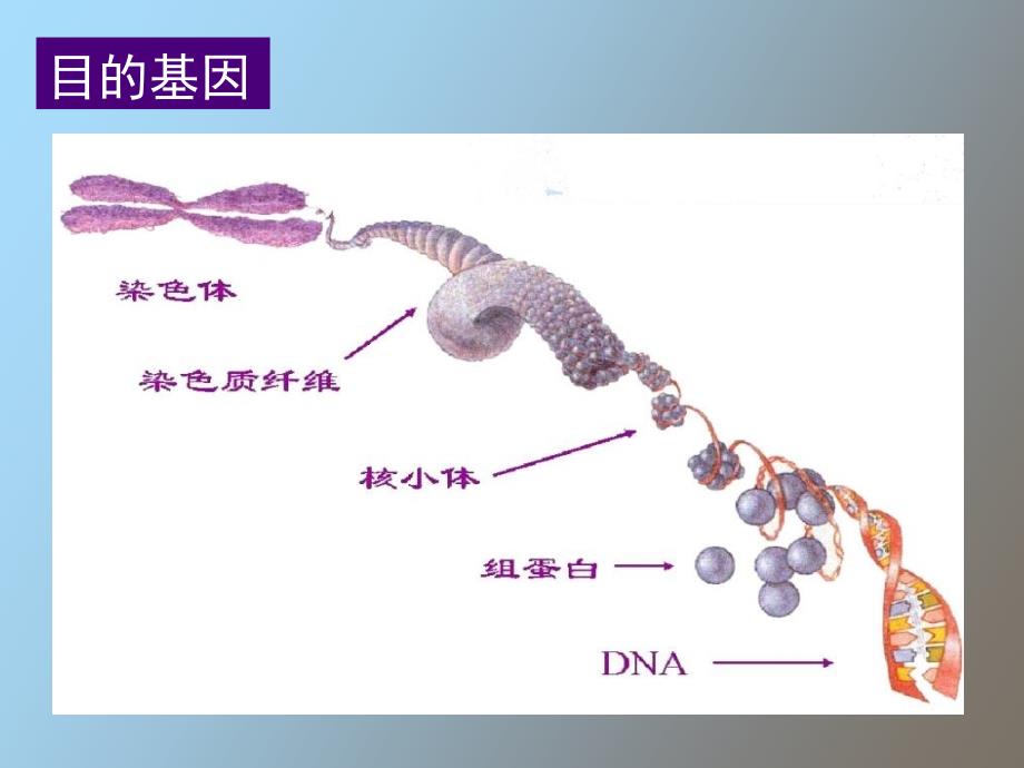 目的基因获得_第2页