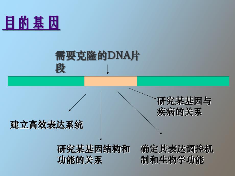 目的基因获得_第3页