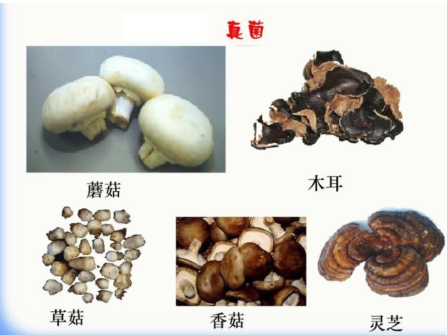 湖北省武汉市八年级生物上册《5.4.1细菌和真菌的分布》课件 新人教版_第3页