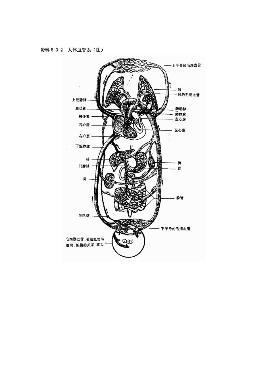 七年级生物下册第四单元生物圈中的人第八章人是生殖和发育第三节人体概述素材(新版)苏教版_第3页