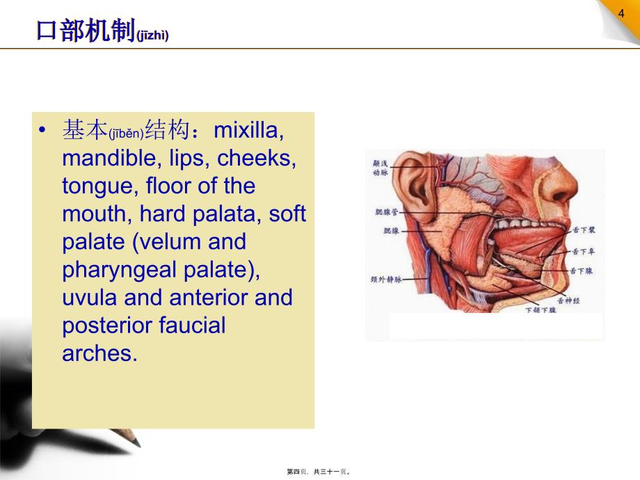 新生儿口腔与呼吸的发育课件_第4页