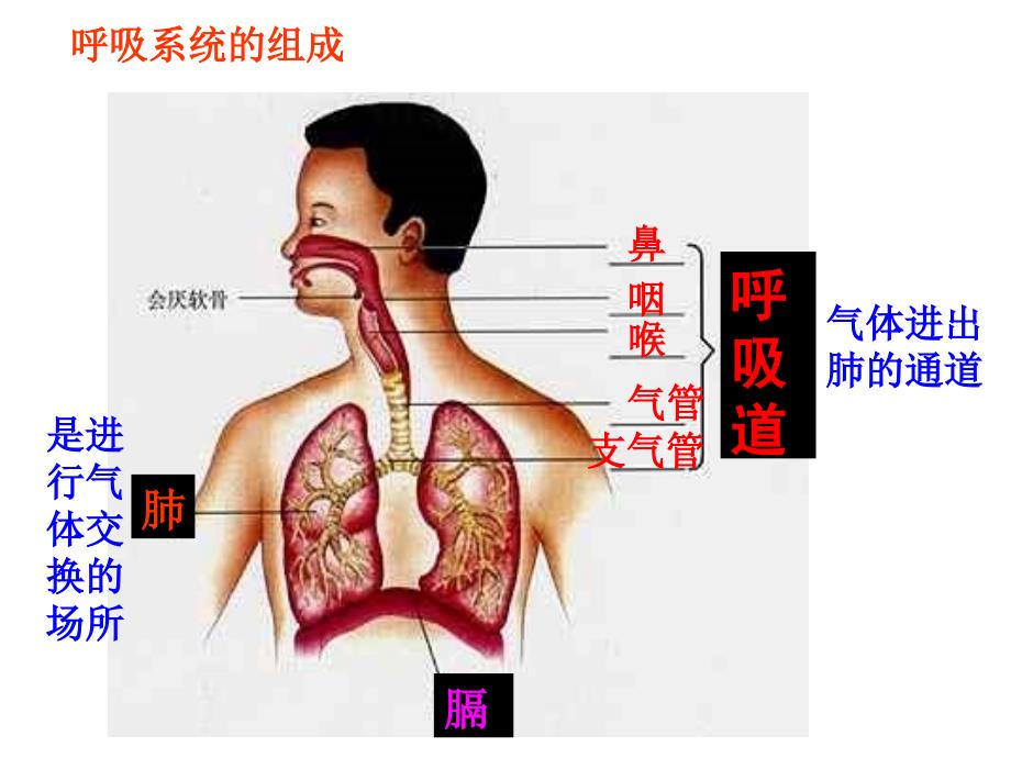 第一节呼吸道对空气的处理课件_第4页