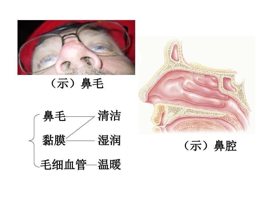 第一节呼吸道对空气的处理课件_第5页