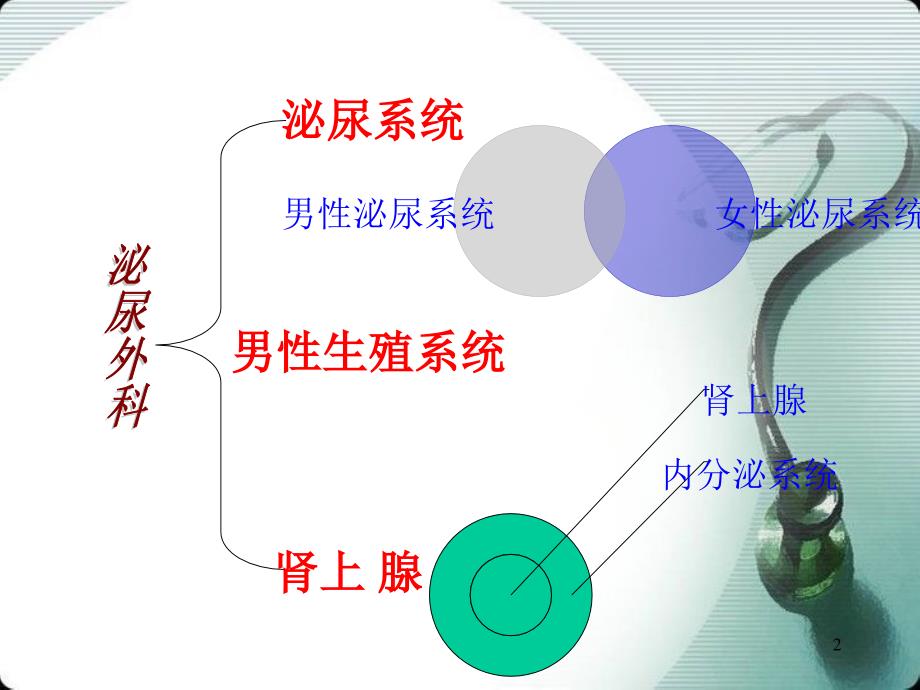 推荐精选泌尿生殖系统的解剖与生理_第2页