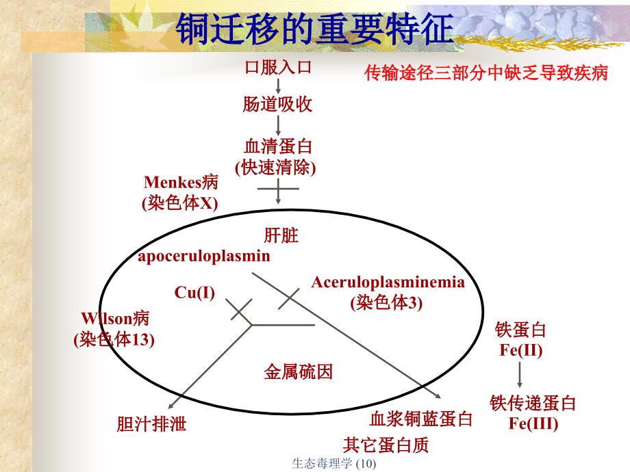 生态毒理学10课件_第4页