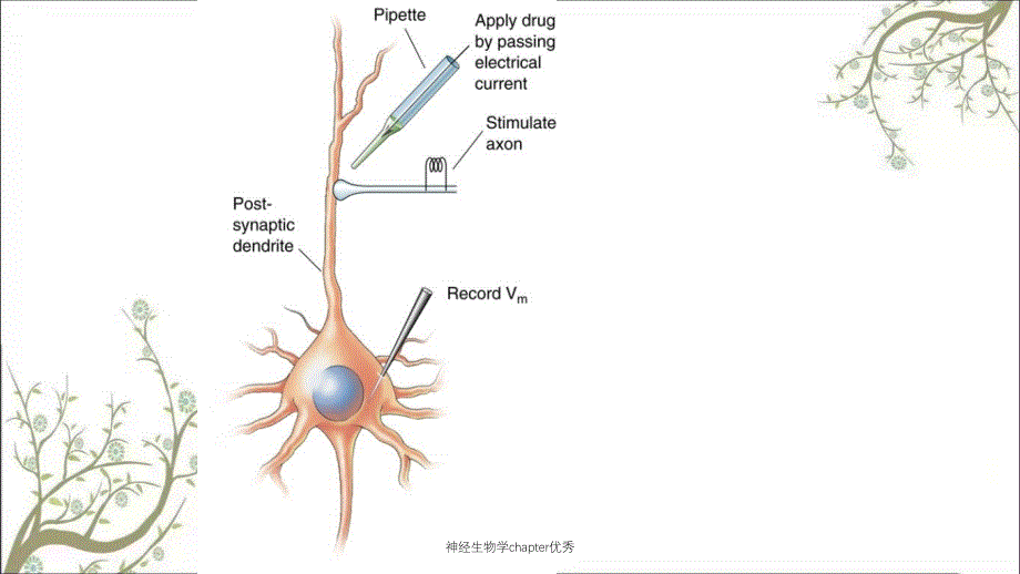 神经生物学chapter优秀_第4页