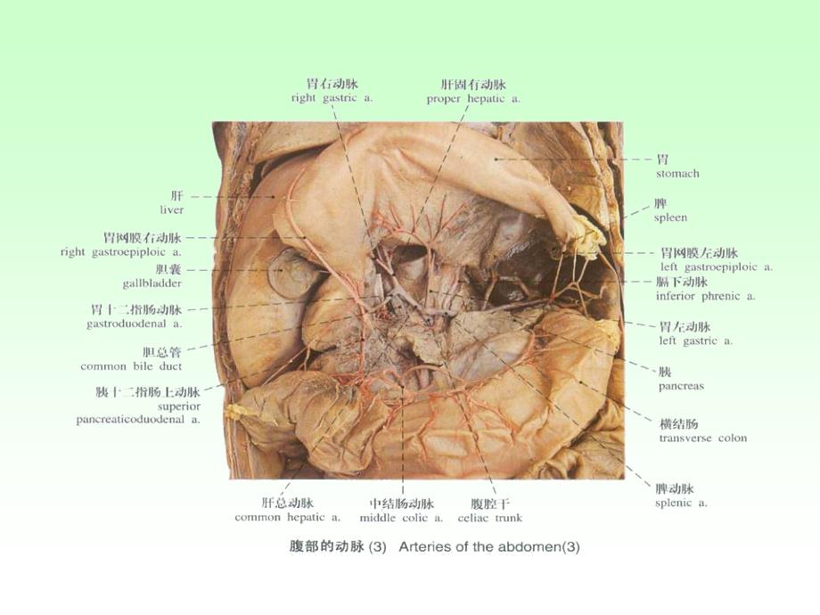 动脉2-人体解剖学教学.ppt_第1页