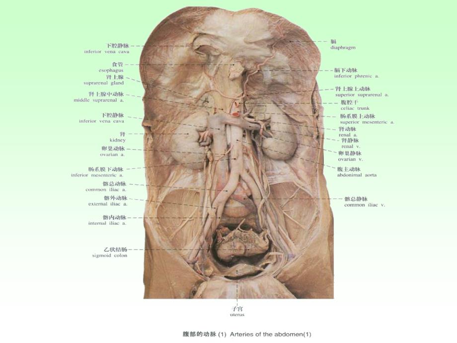 动脉2-人体解剖学教学.ppt_第4页