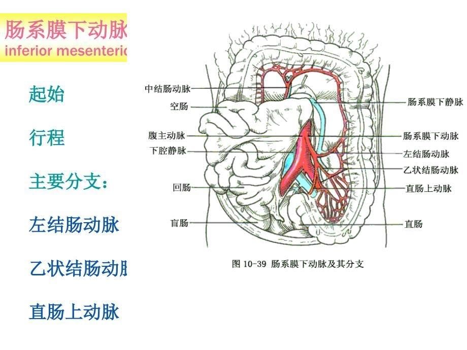 动脉2-人体解剖学教学.ppt_第5页