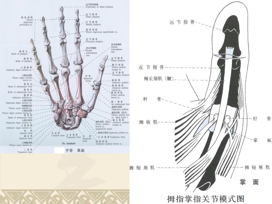 屈指肌狭窄性腱鞘炎_第3页