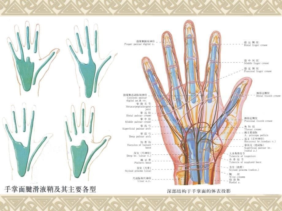 屈指肌狭窄性腱鞘炎_第5页