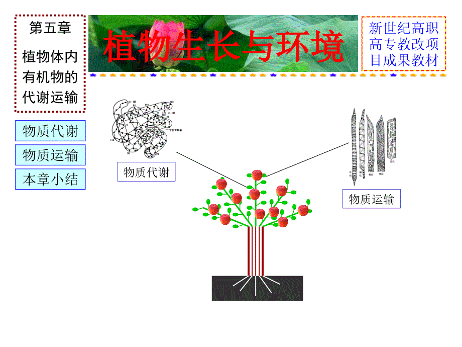 植物生长与环境课件_第2页