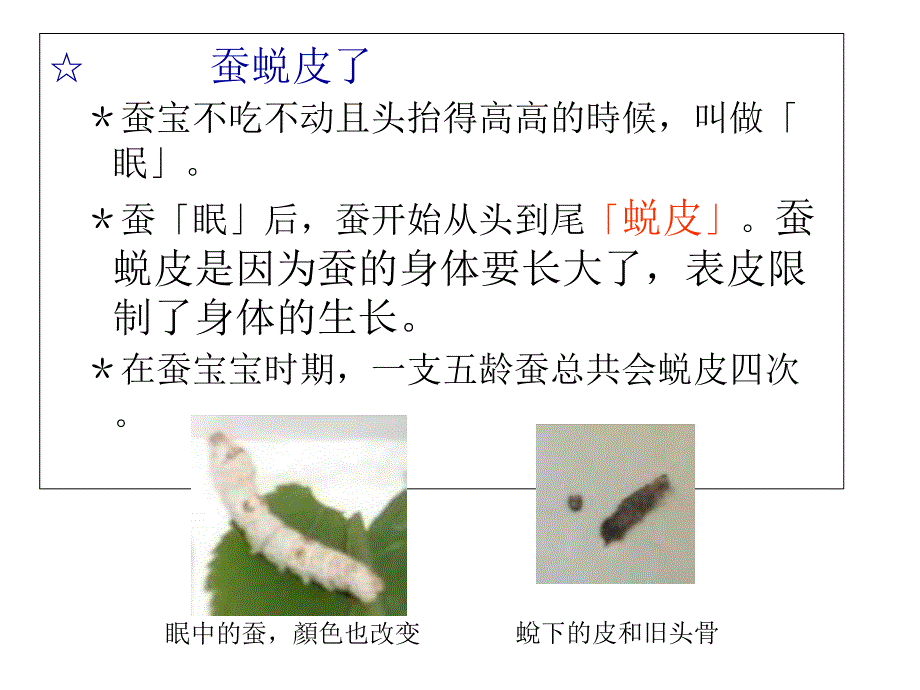 蚕的生长变化_第3页