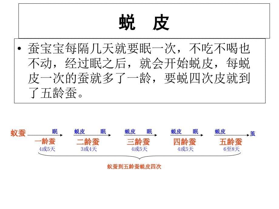 蚕的生长变化_第5页