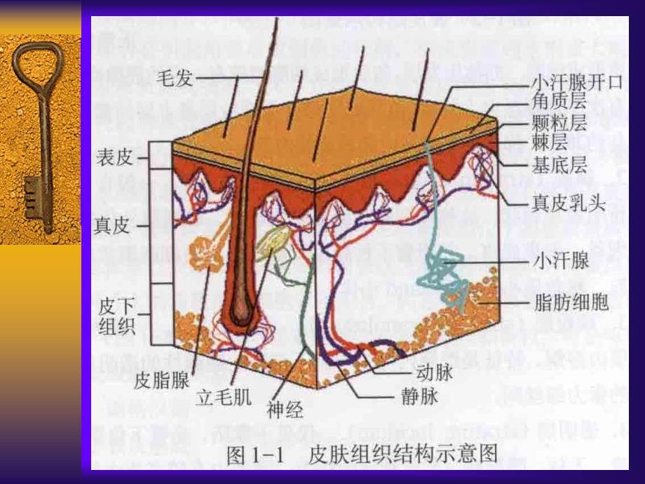 整理版皮肤的解剖和组织学课件_第3页