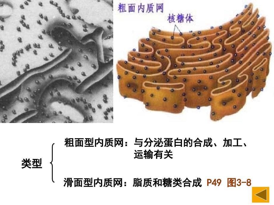 动物细胞左和植物细胞右亚显微结构模式图_第5页