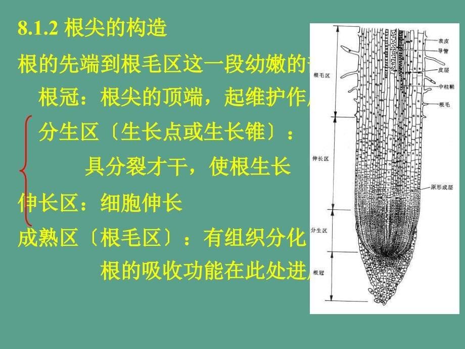 第三部分种子植物ppt课件_第5页