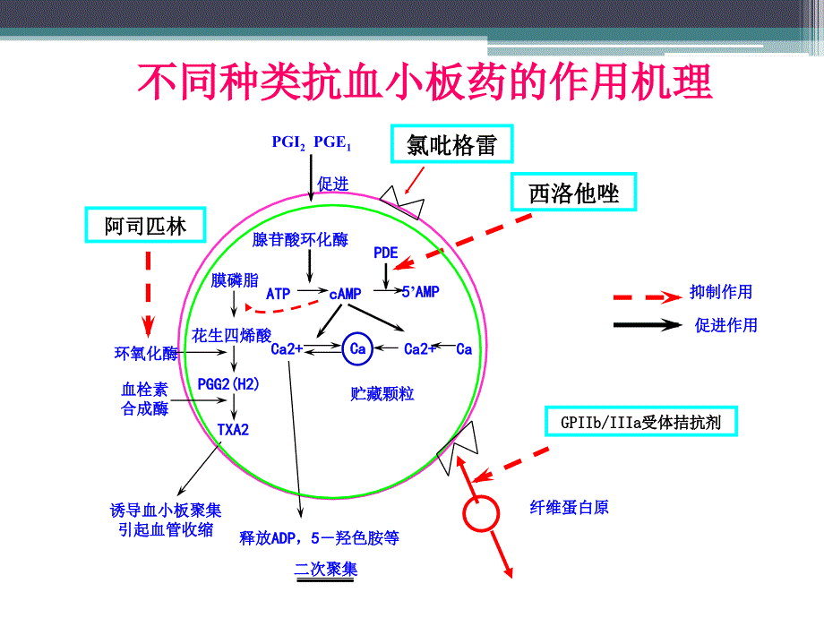 抗血小板与出血课件_第4页